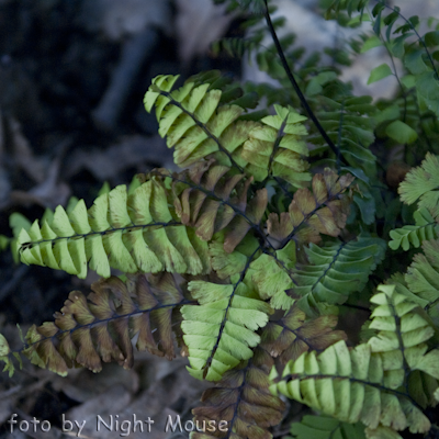 Adianthum Imbricatum