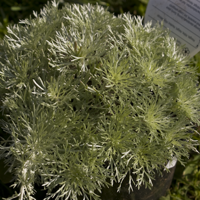 Artemisia Schmidtiana Nana