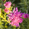 Aster rubra plena