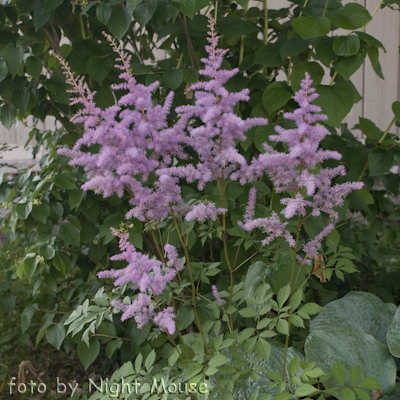 Astilbe Amethyst