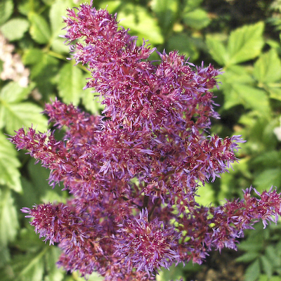 Astilbe Bumalda