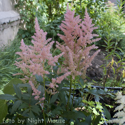 Astilbe Elizabeth Bloom