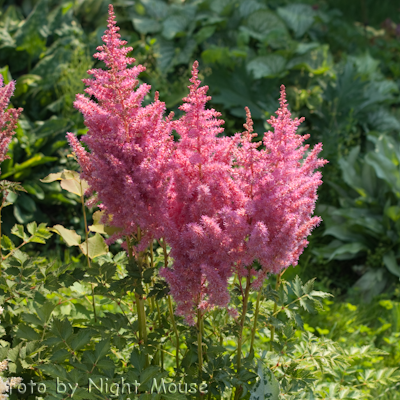 Astilbe Rise and Shine