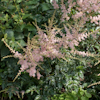 Astilbe Hennie Graafland