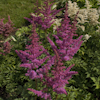 Astilbe Love And Pride
