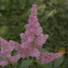 Astilbe Nikki