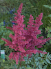Astilbe Spartan