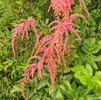 Astilbe Straussenfeder