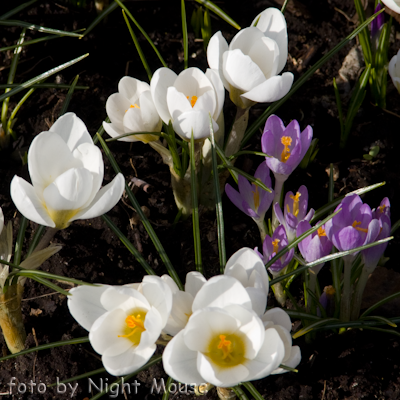 Crocus Janna d`Arc