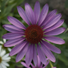 Echinacea Prairie Splendor