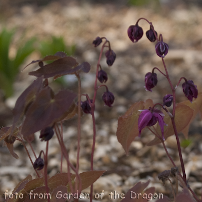 Epimedium Rose Queen
