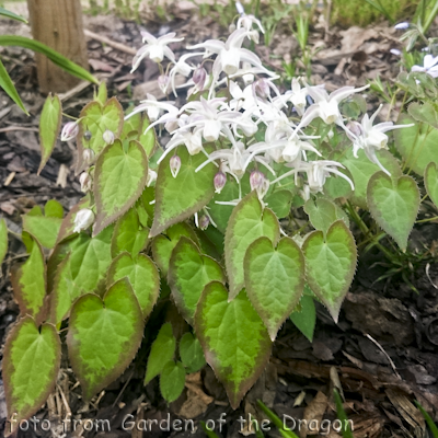 Epimedium Spring Wedding