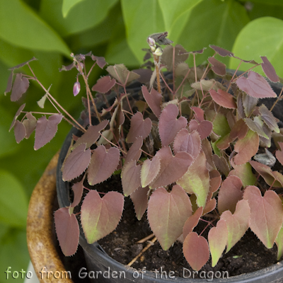 Epimedium Tamabotan