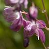 Epimedium Be Me Valentine