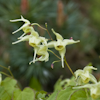 Epimedium Yellow Princess