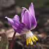 Erythronium sibiricum