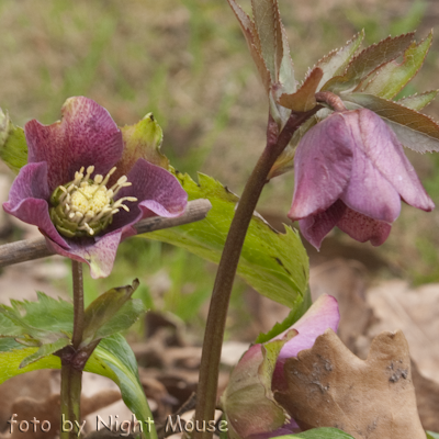 Helleborus Spring Tender