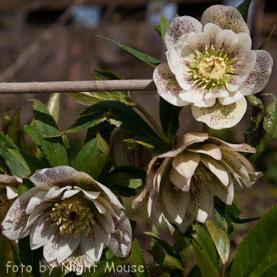 Helleborus Sternenhimmel