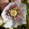 Helleborus Red Spotted Hybrids