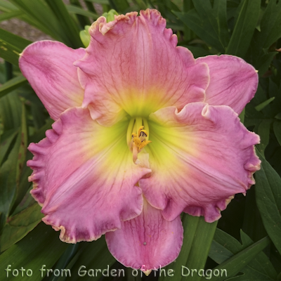 Hemerocallis Chance Encounter
