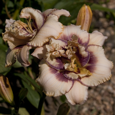 Hemerocallis Darya