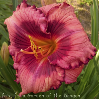 Hemerocallis Mississippi Memento