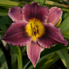 Hemerocallis Caribbean Affair
