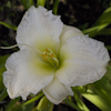 Hemerocallis Gentle Shepherd
