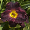 Hemerocallis Hawaiian Nights