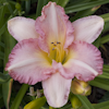 Hemerocallis Julianna Lynn