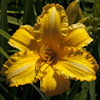 Hemerocallis Olympic Showcase