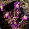 Hepatica Purple Forest