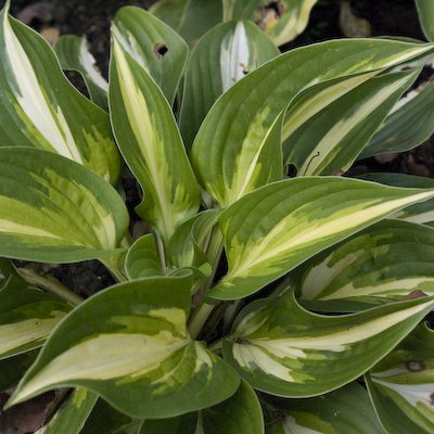 Hosta Ann Kulpa