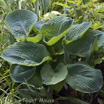 Hosta Big Daddy