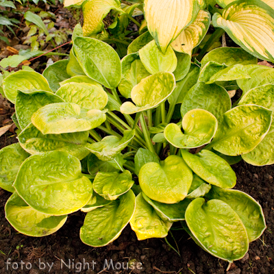 Hosta Eye Catcher