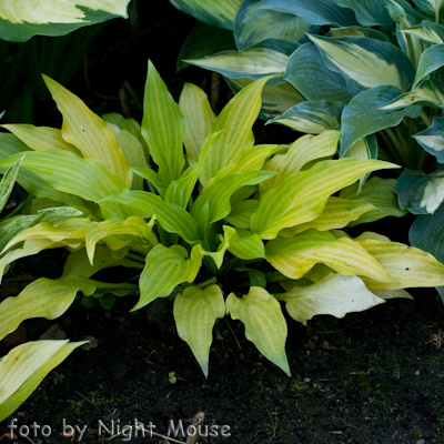 Hosta Maya Tritone