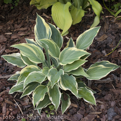 Hosta My Claire