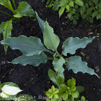 Hosta Neptune