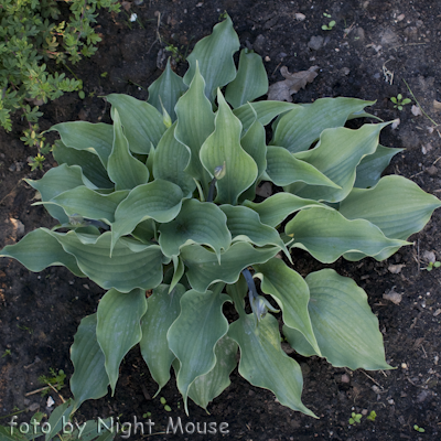 Hosta Reptillian