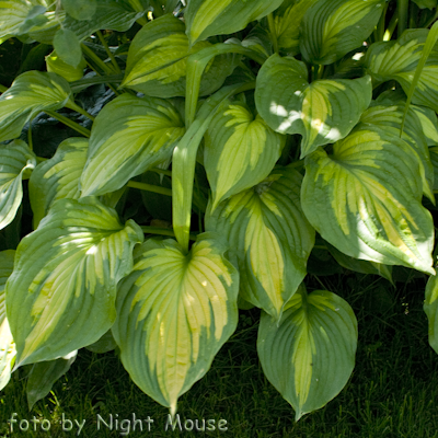 Hosta Roy Klehm