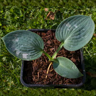 Hosta Silver Bay