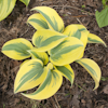 Hosta Autumn Frost