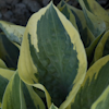 Hosta Bedazzled