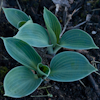 Hosta Blue Chip