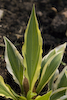 Hosta Bob Olson