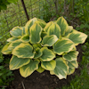 Hosta Clifford`s Forest Fire