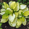 Hosta Fan Dance