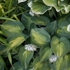 Hosta Heat Wave