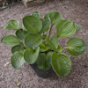 Hosta Little Hobber