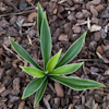 Hosta Mister Green Jeans